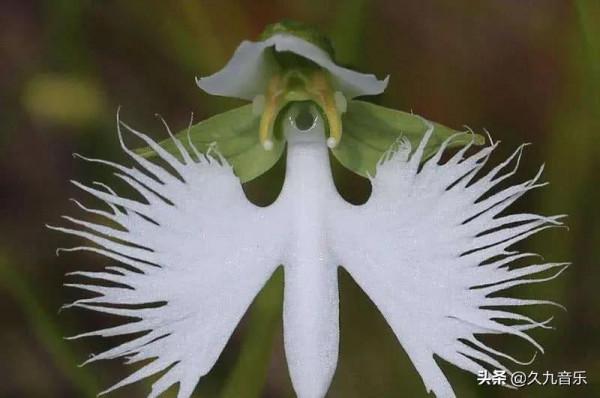自然界中的奇花異草，看看你見過幾種？