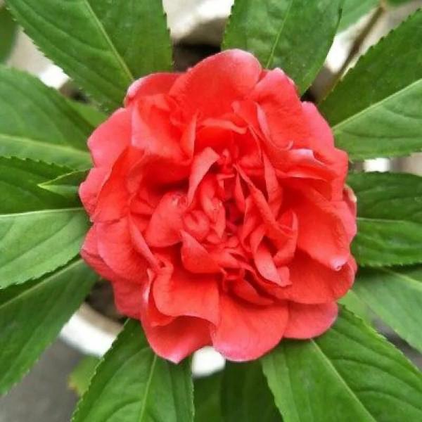 分享圖片，重瓣鳳仙花