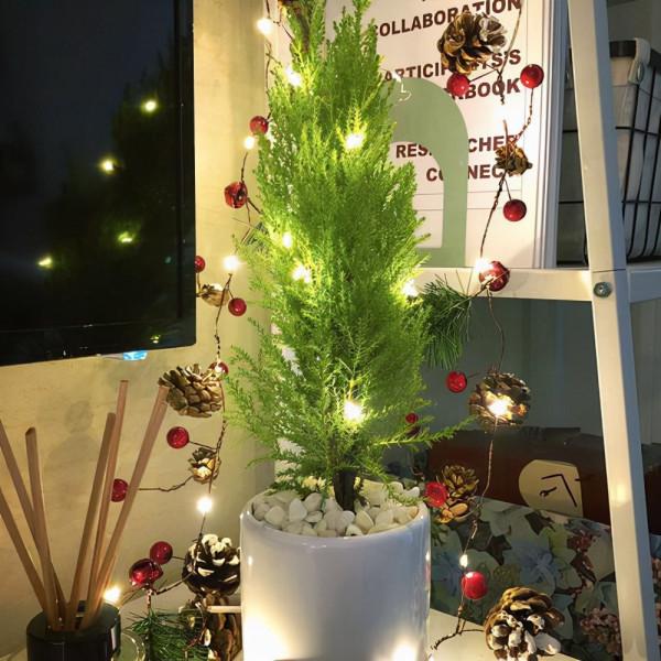 摸一摸滿手香氣，好看又好養，散發著檸檬清香