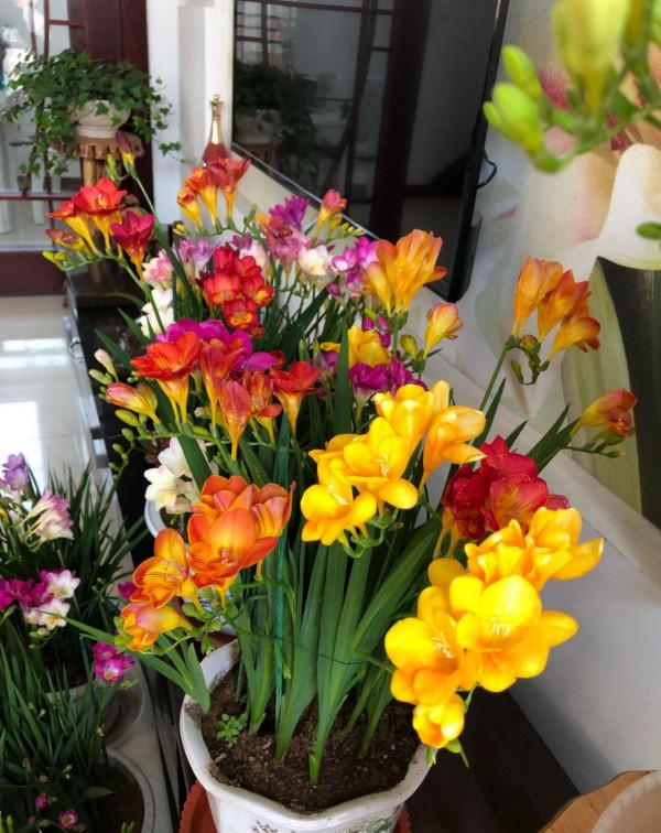 6種&OpenCurlyDoubleQuote;網紅花&rdquo;，喜歡可以買，顏值高，價格實惠，看著就&OpenCurlyDoubleQuote;歡喜&rdquo;