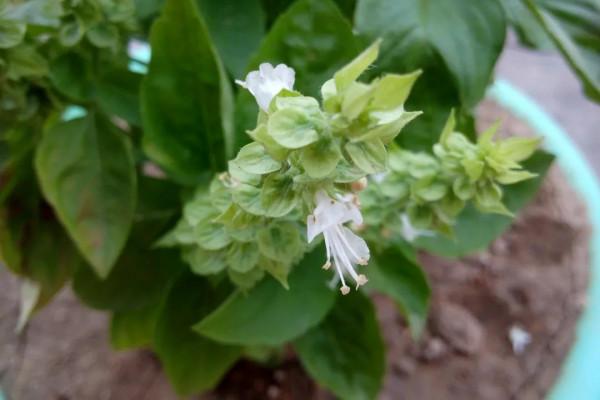 羅勒、聖羅勒、甜羅勒和河南“荊芥”，到底什麼關係？