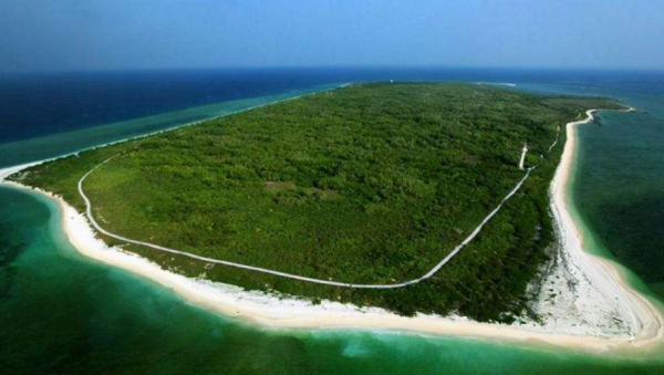 為何在西沙東島上，發現上百頭野牛？周邊都是海，它們從何而來？