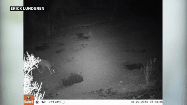 博物志 | 我命由我不由天——在沙漠挖洞的野驢