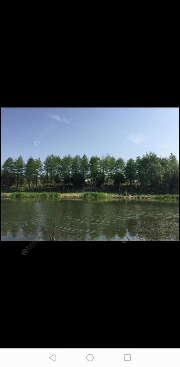 百人競釣黃碼河