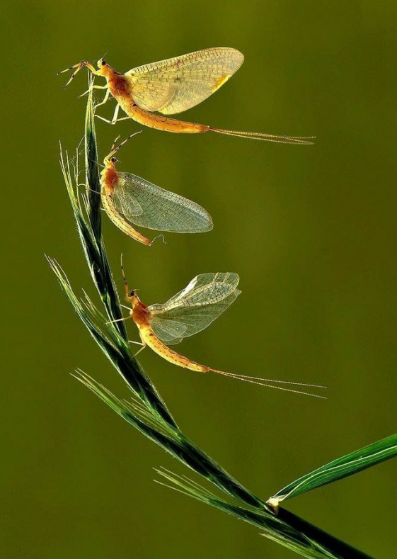 蜉蝣只能活一天?那它存在的意義是什麼,只是為了繁衍後代嗎 蜉蝣只能活一天?那它存在的意義是什麼,只是為了繁衍後代嗎