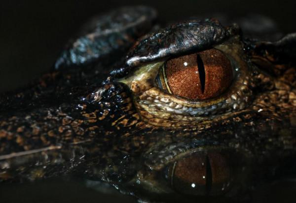 二戰離奇事件:上千名日軍被困孤島,未發生戰爭卻死傷殆盡 二戰離奇事件:上千名日軍被困孤島,未發生戰爭卻死傷殆盡