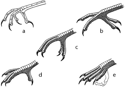 空中連續飛行十個月,累了就邊飛邊睡,雨燕為何如此強悍? 空中連續飛行十個月,累了就邊飛邊睡,雨燕為何如此強悍?