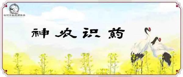 《神農識藥》發散風寒藥之香薷