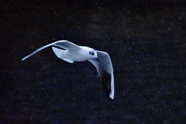 鷗與雪的浪漫