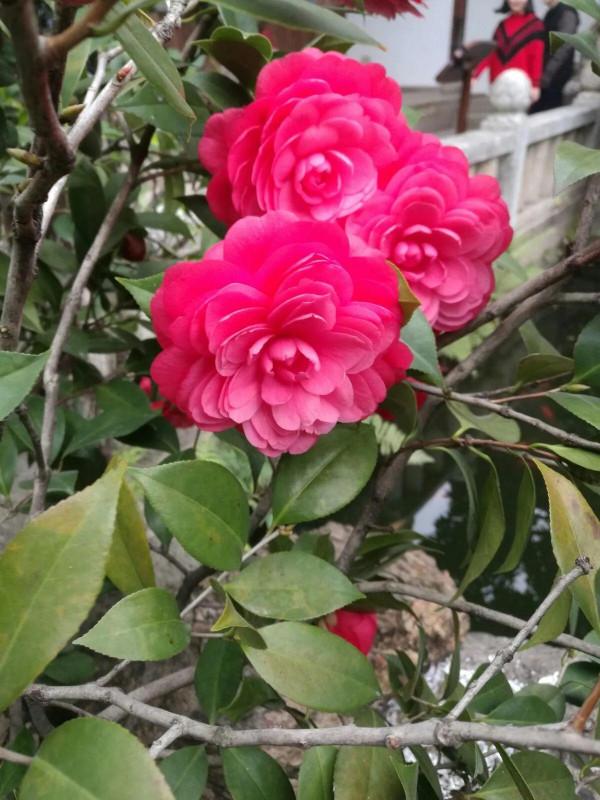 和牡丹花比翼齊飛