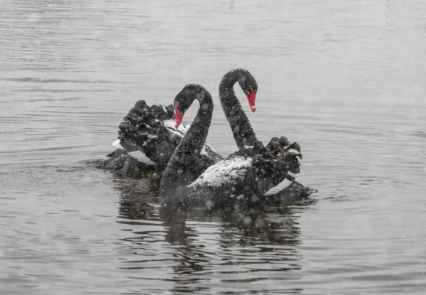 黑天鵝雪中戲水公園，情人節撒狗糧