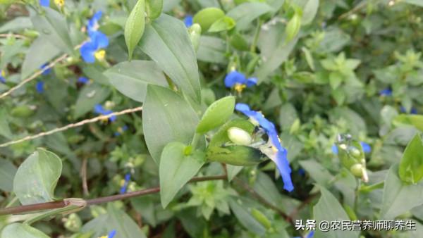 鴨跖草不是飯包草!煮水代茶喝,解決了不少人的煩惱 鴨跖草不是飯包草!煮水代茶喝,解決了不少人的煩惱