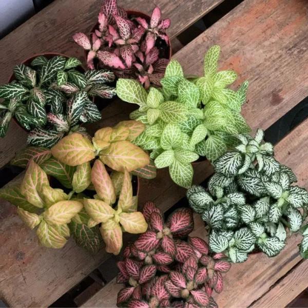 朝東窗臺上少不了的18種盆栽植物,開花植物和觀葉植物任你選 朝東窗臺上少不了的18種盆栽植物,開花植物和觀葉植物任你選