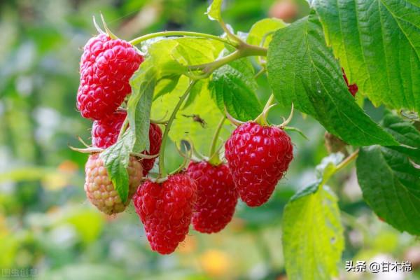 帶你一起回味62種南方野果子,它們是物質匱乏年代小朋友的零食 帶你一起回味62種南方野果子,它們是物質匱乏年代小朋友的零食