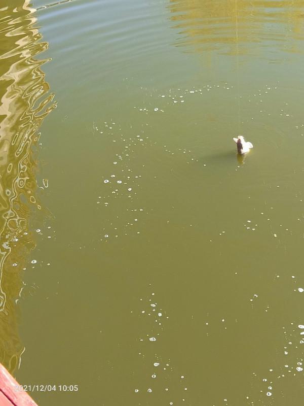 天氣越好魚口越不好，你贊意這個的觀點嘛，歡迎大師留言