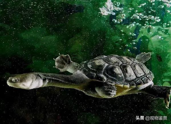 尾巴比較長的烏龜,平衡力會好一些,長尾巴烏龜是什麼品種 尾巴比較長的烏龜,平衡力會好一些,長尾巴烏龜是什麼品種