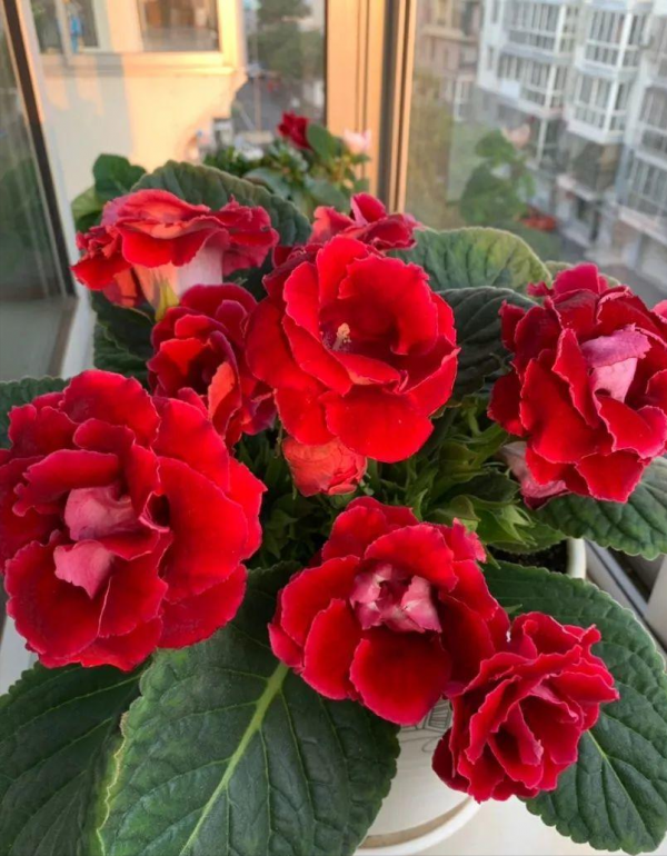 6種“勞模花”，四季花不斷，家裡養一盆，開花200天