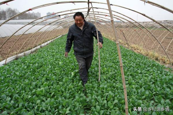 自家種菜不建議用化肥和農藥，試試這個方法，何愁種不出好菜