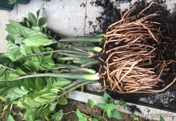 進入12月,8種花容易爛根黃葉,要控水斷肥,不注意過不了冬 進入12月,8種花容易爛根黃葉,要控水斷肥,不注意過不了冬