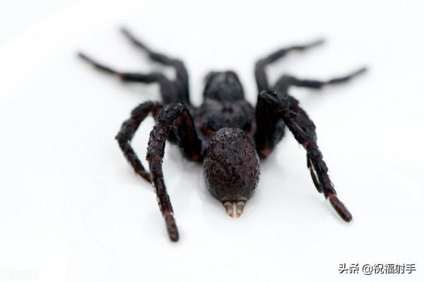 毒蜘蛛-五毒之——蜘蛛毒液,你應該瞭解的毒性知識(一)習性篇 毒蜘蛛-五毒之——蜘蛛毒液,你應該瞭解的毒性知識(一)習性篇