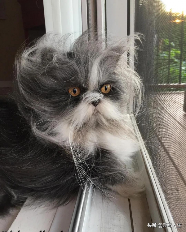 可愛的貓都見過，潦草的貓見過嗎？