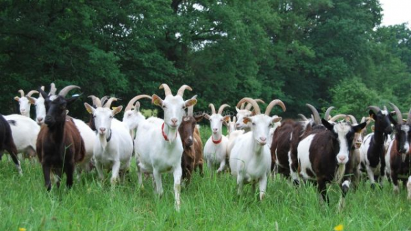 澳大利亞山羊也能氾濫,破壞生態讓人無可奈何,為何不用吃來解決 澳大利亞山羊也能氾濫,破壞生態讓人無可奈何,為何不用吃來解決