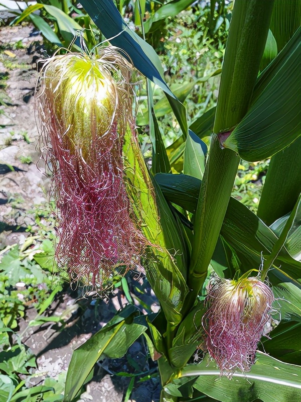 農村裡常見的中草藥 都有哪些功效 (二) 農村裡常見的中草藥 都有哪些功效 (二)