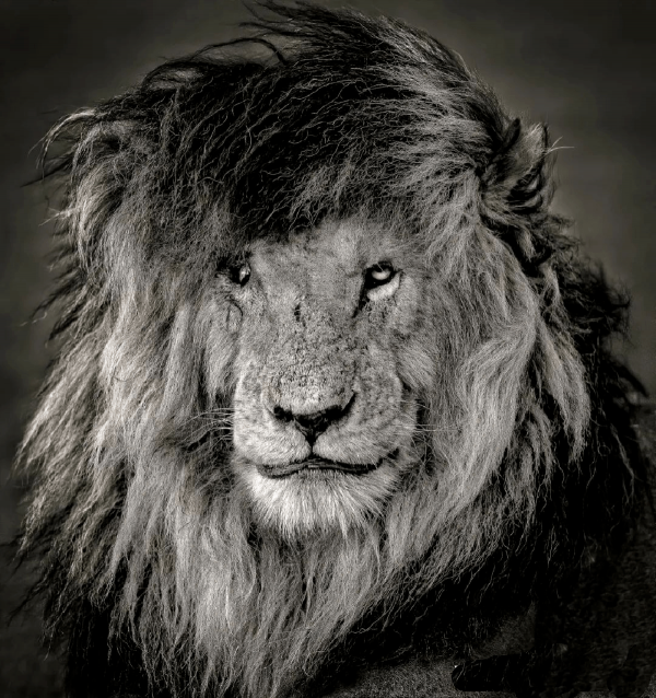 獅王刀疤：獅群稱王達9年，同時控制5個獅群，一生為王，終得善終