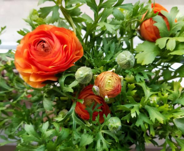 5種漂亮“仙女花”，個個都是顏值擔當，看到都想養