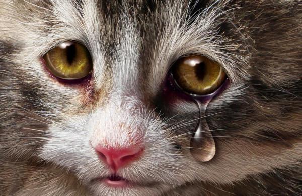 16年前，復旦大學研究生虐殺30只小貓：心煩時挖貓眼只為尋求快感