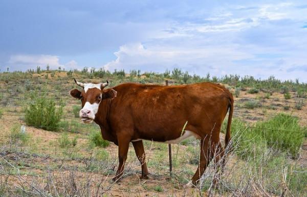 70邁探訪射電望遠鏡基地 內蒙古明安圖自駕遊記 70邁探訪射電望遠鏡基地 內蒙古明安圖自駕遊記
