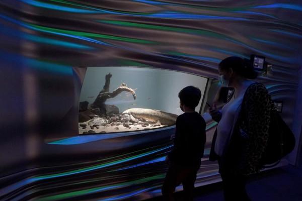 進來認識一下瑪土撒拉&mdash;&mdash;世界上最古老的活體水族箱魚