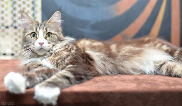 公認“無攻擊性”的幾種貓，你最希望養哪隻？