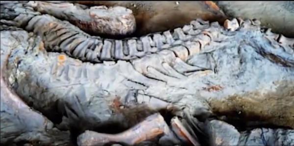 安徽驚現巨蟒遭雷擊落真相，是否與傳聞一樣是為渡劫所至？