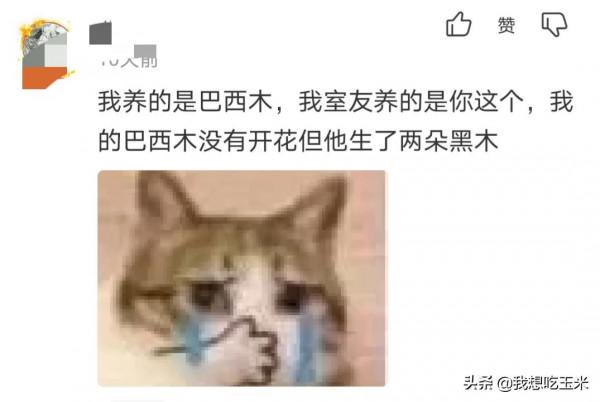 王力宏當年暗戀劉亦菲！所以才寫的《依然愛你》！網友簡直是人才