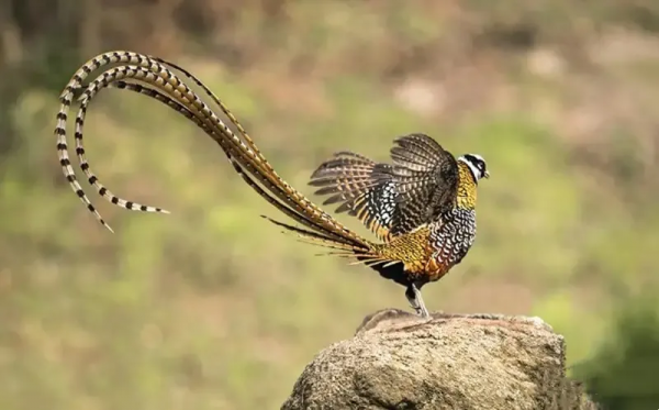 珍稀鳥兒60種，喜歡的來看了