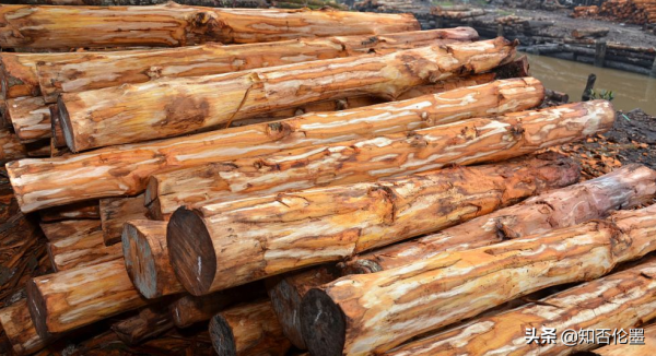 黃花梨木這麼貴,農村為什麼不種植呢?種植戶告訴你答案 黃花梨木這麼貴,農村為什麼不種植呢?種植戶告訴你答案