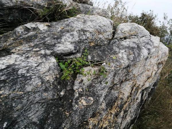 鎮平紅嶺窩的楚長城歷史探微