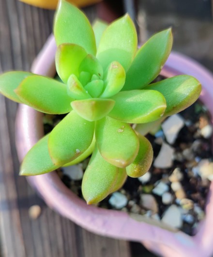 被雨露滋養的多肉