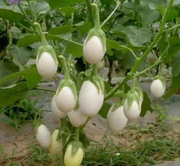 雞蛋長在樹上 雞蛋長在樹上