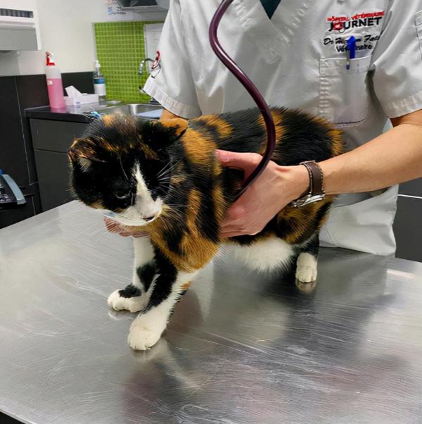 17歲老貓被嫌歲數大,拋棄在醫院,它自卑到不敢抬頭看人 17歲老貓被嫌歲數大,拋棄在醫院,它自卑到不敢抬頭看人