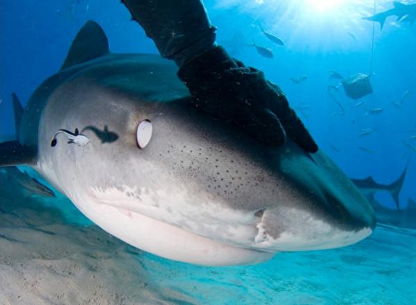 潛水員與虎鯊結下20年友誼