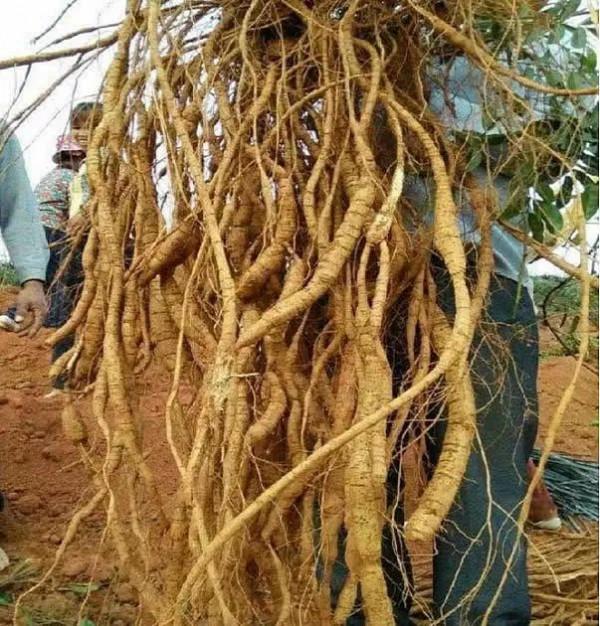 大山裡的“山蓮藕”,農家人稱它牛大力,賣80元一斤很稀罕 大山裡的“山蓮藕”,農家人稱它牛大力,賣80元一斤很稀罕