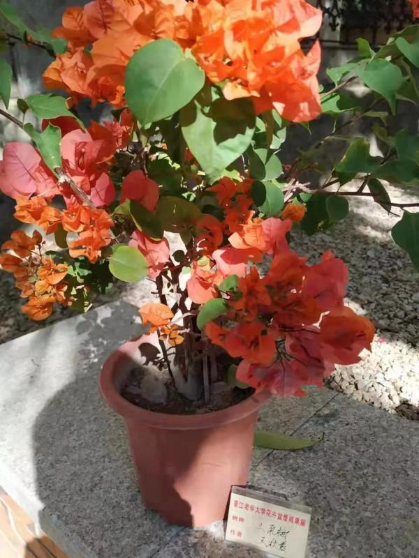 綠園盆景題詩集「推薦」 綠園盆景題詩集「推薦」