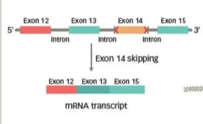 MET靶向藥已經在中國獲批，如何辨別檢測報告中的MET 14號外顯子跳躍突變？