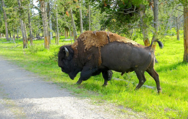 體重可達1000公斤!1941年被宣佈滅絕的北美森林野牛,已超2000頭 體重可達1000公斤!1941年被宣佈滅絕的北美森林野牛,已超2000頭