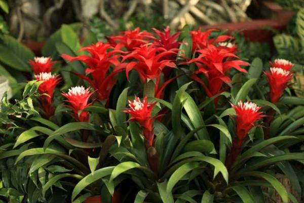 10大“吉祥花”,寓意深遠,好看又大氣,轉運又旺家 10大“吉祥花”,寓意深遠,好看又大氣,轉運又旺家