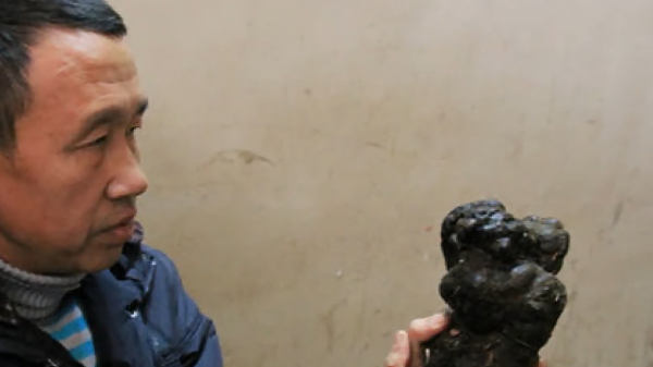 農村遷墳發現“棺材菌”，有人拿來泡酒喝，它究竟是什麼？