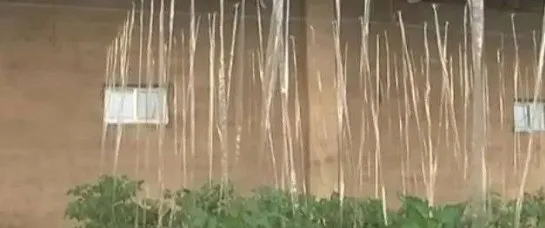 種菜一棚能賺兩棚錢，你見過這樣的&OpenCurlyDoubleQuote;陰陽棚&rdquo;嗎？