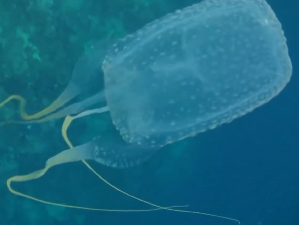 海洋動物：每個都十分可怕，危險的程度讓人敬而遠之